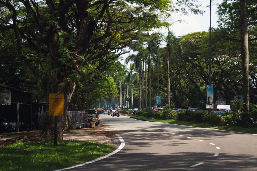 scenic road with trees